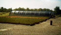 First Greenhouses